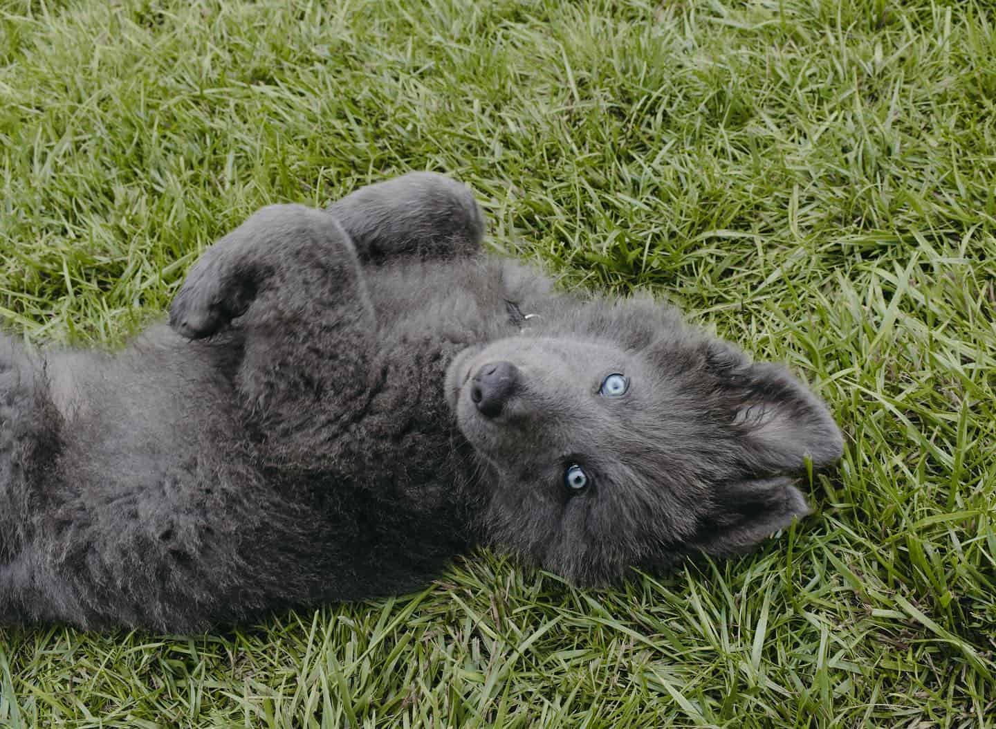 Cachorro de Blue Bay Shepherd acostado de espaldas en el césped