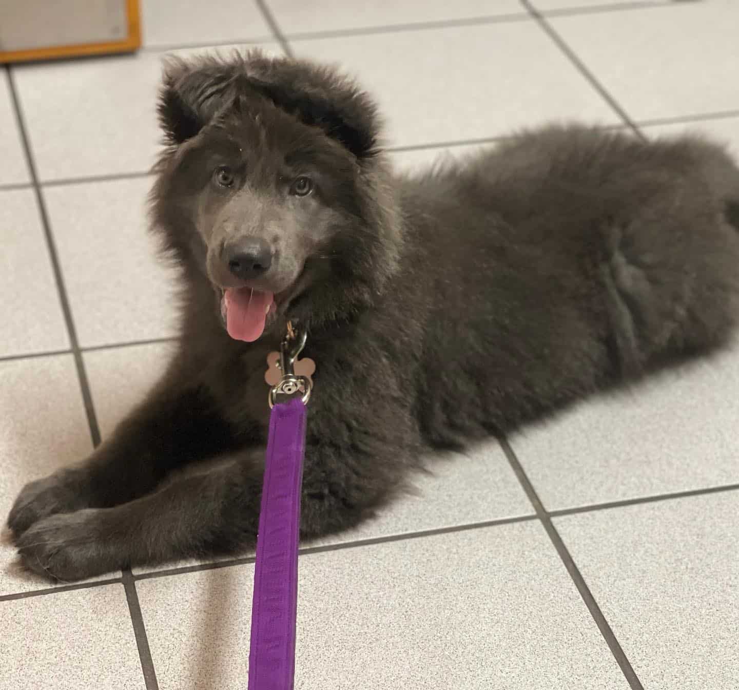 Cachorro de Blue Bay Shepherd acostado en el piso