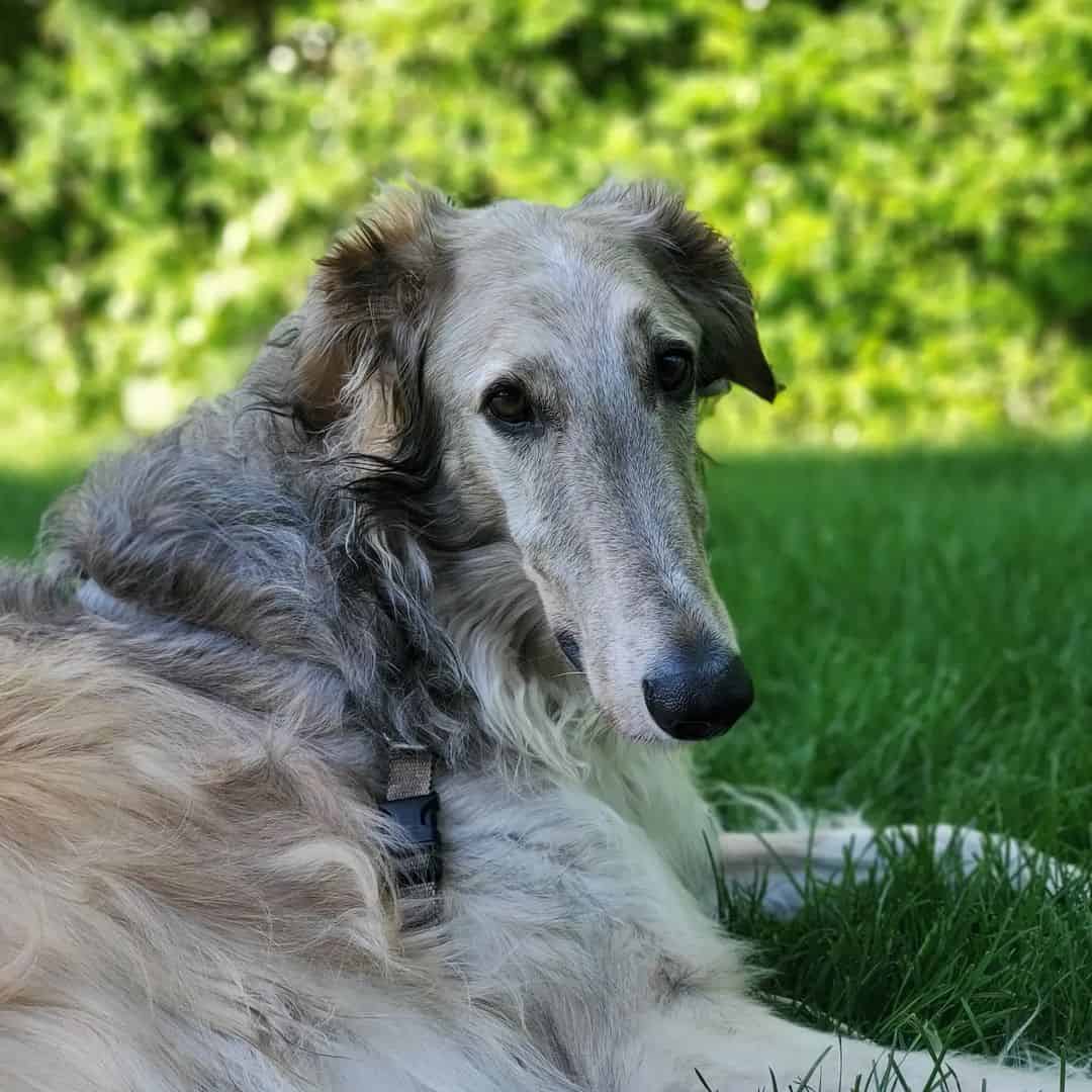 borzoi azul
