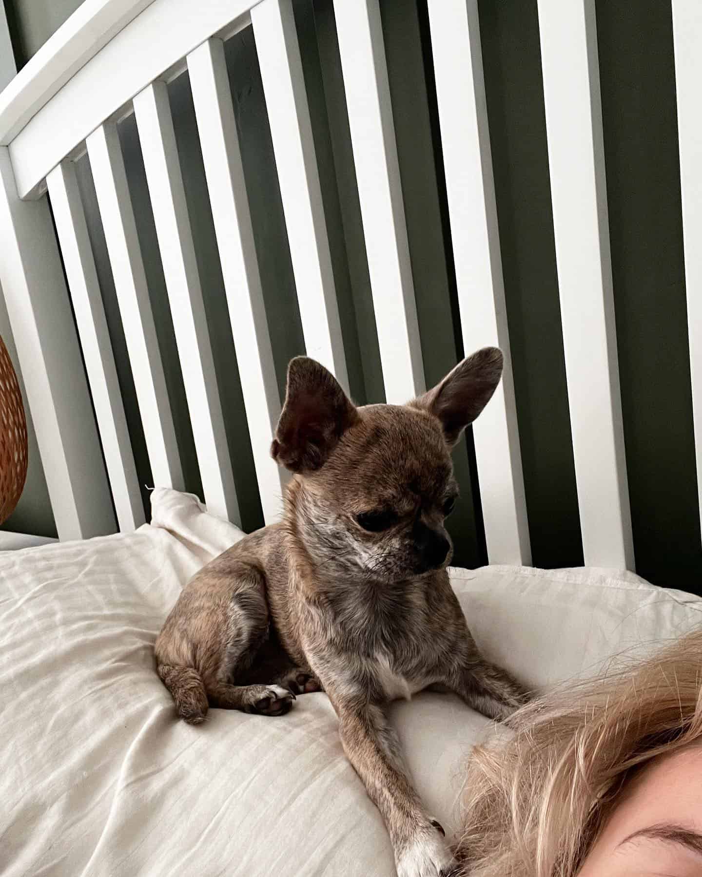 Chihuahua atigrado azul acostado en la cama