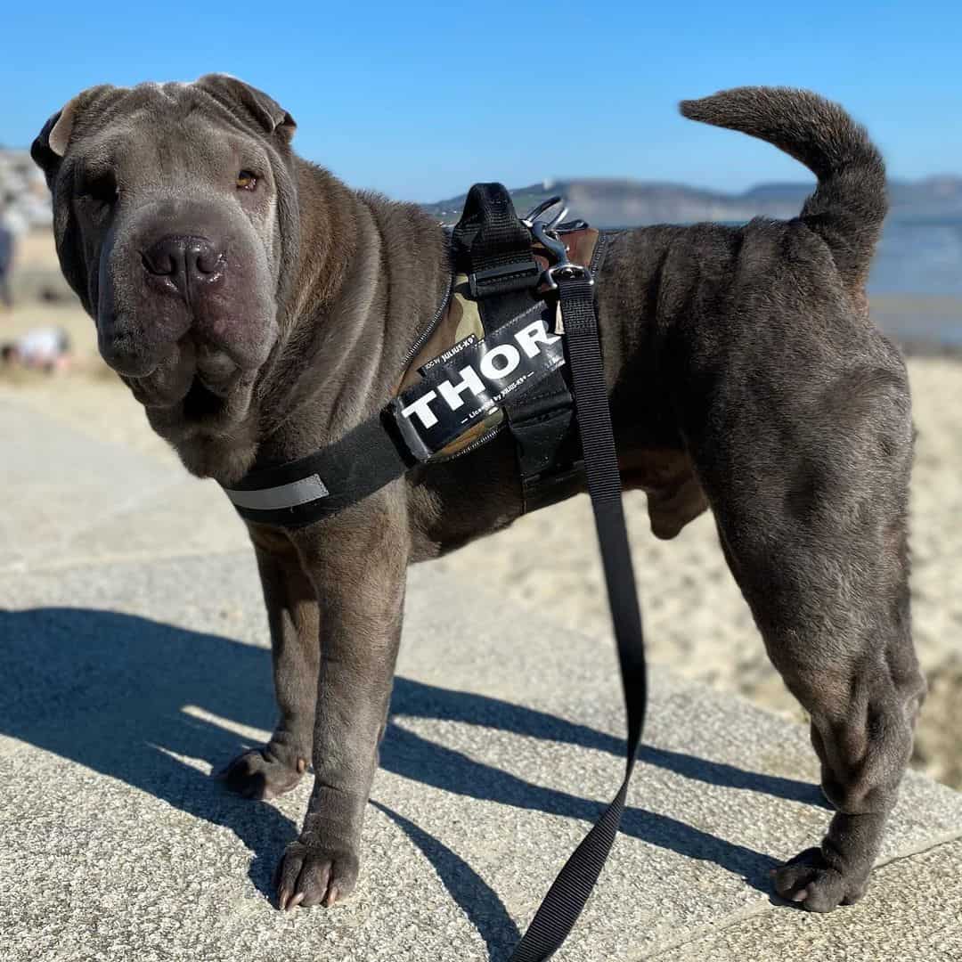 shar pei azul dilución