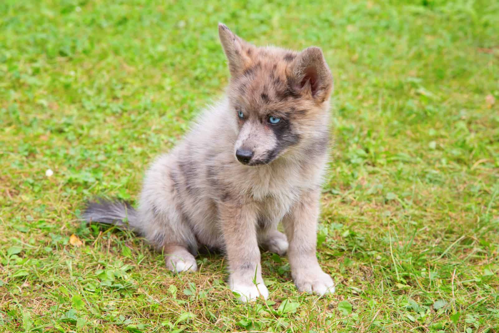 Pomsky de ojos azules sentado en el césped