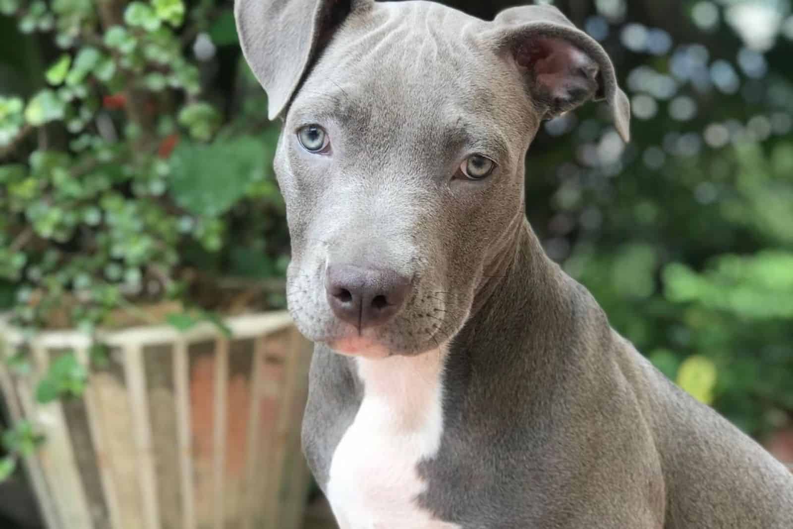 pitbull gris de ojos azules