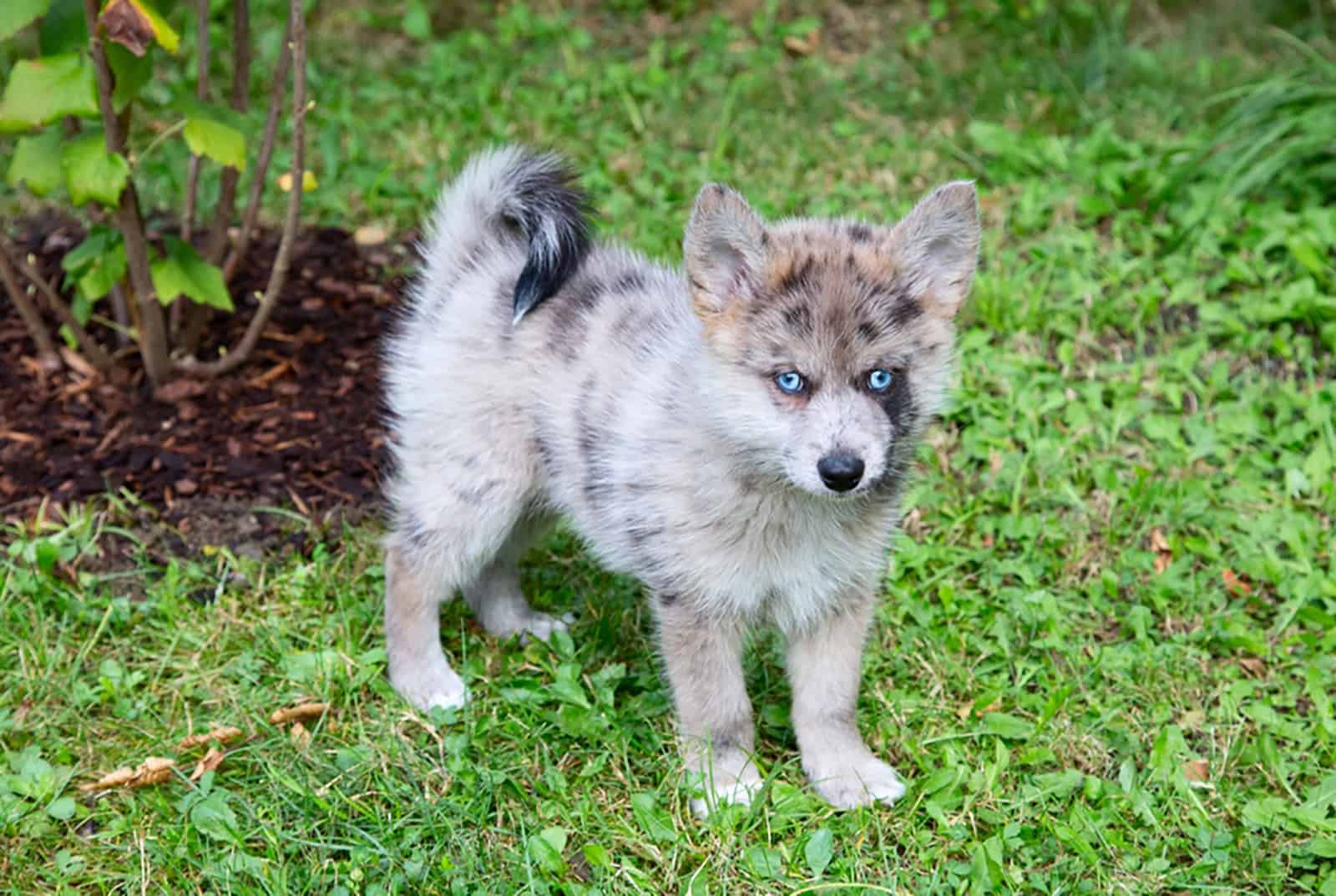 cachorro pomsky de ojos azules sobre el césped