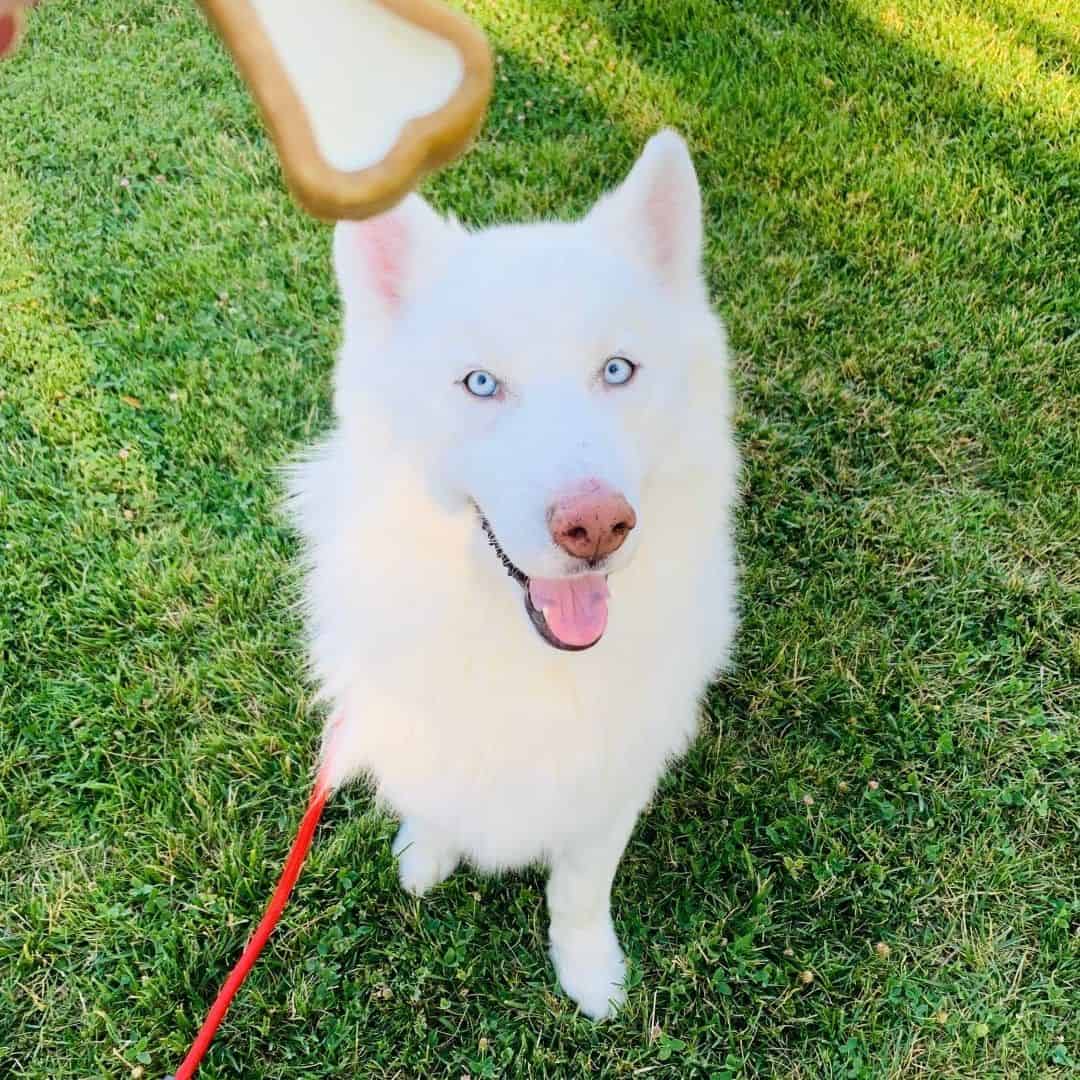 samoyedo de ojos azules