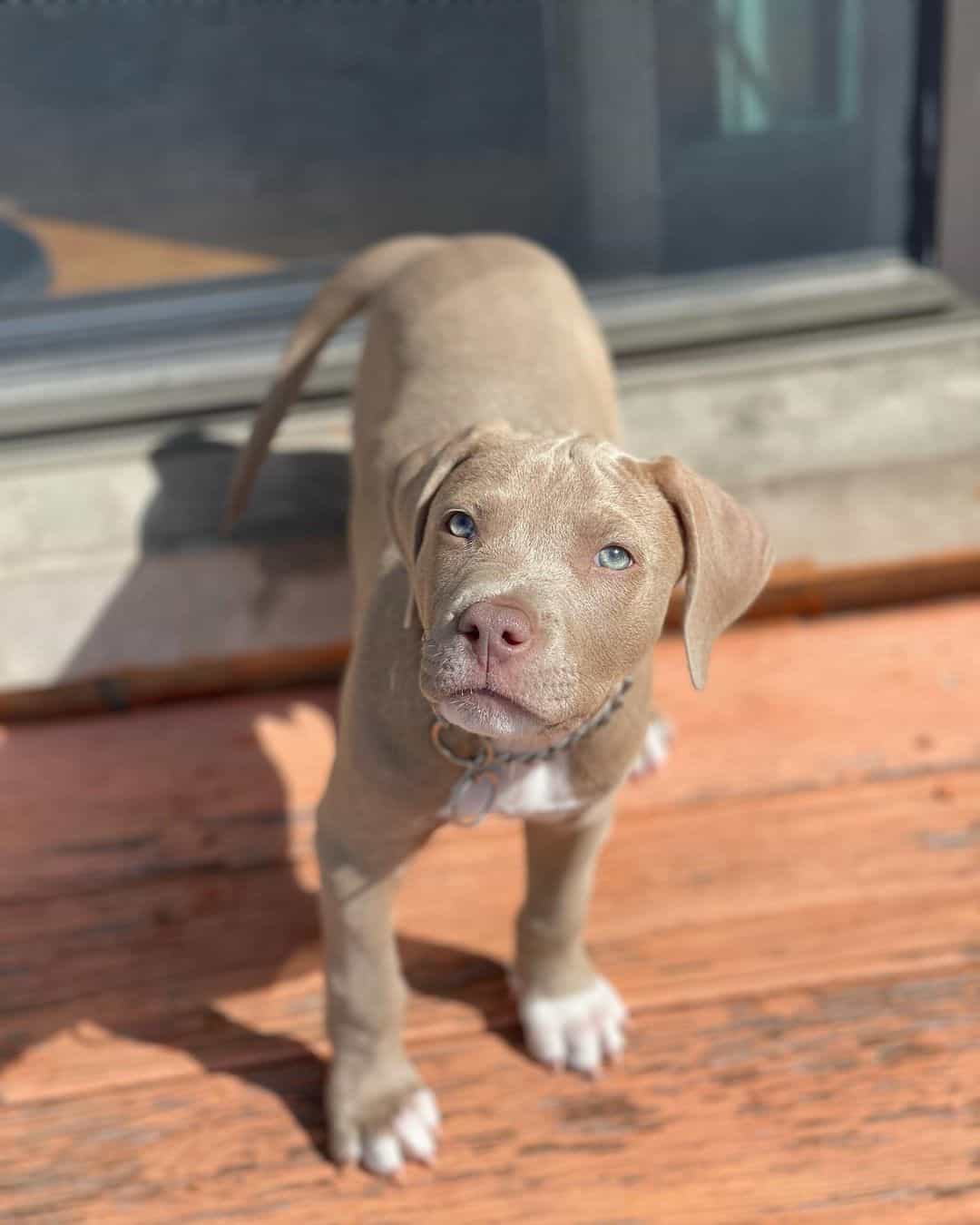 pitbull azul beige