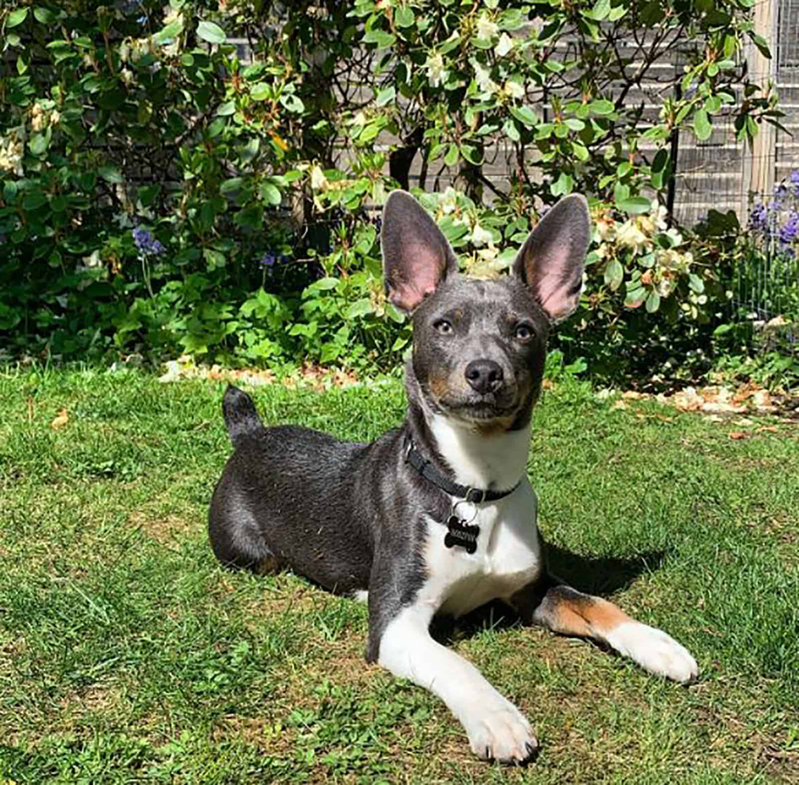rat terrier azul leonado acostado en el césped