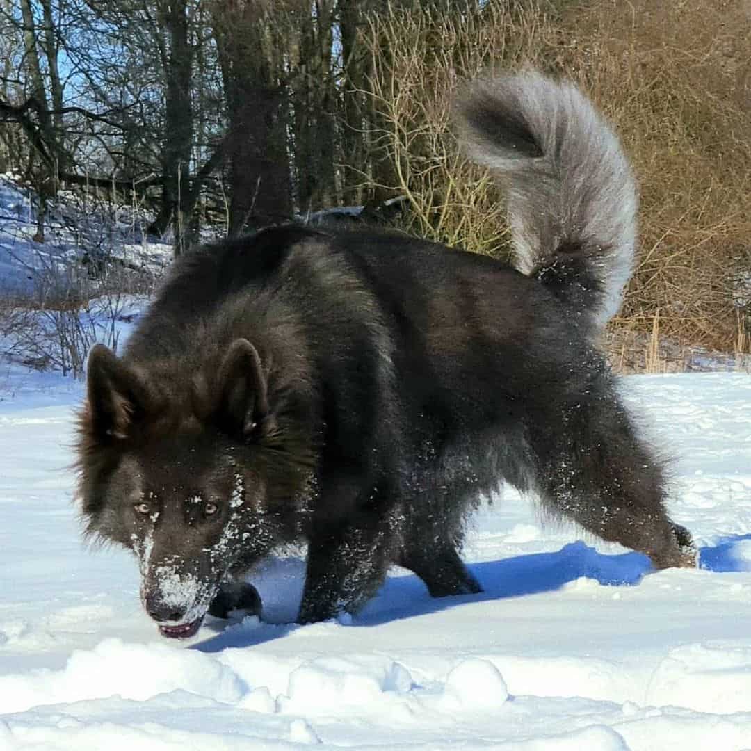 pastor alemán azul en la nieve