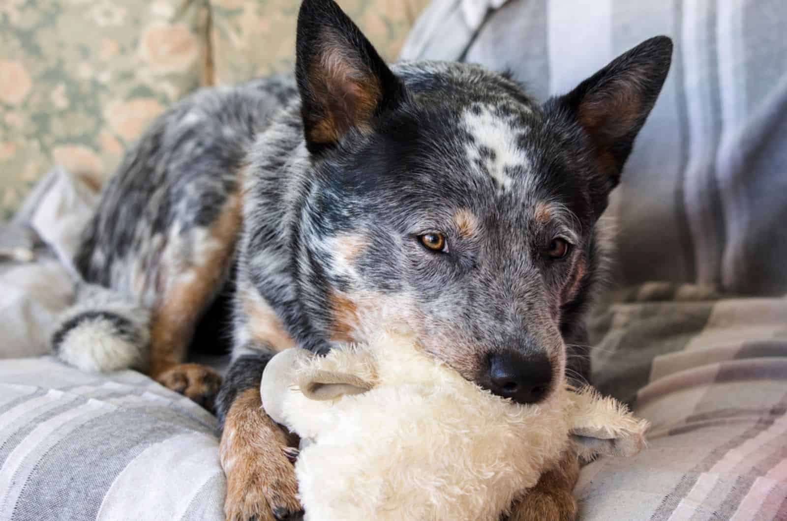 perro blue heeler jugando con un juguete