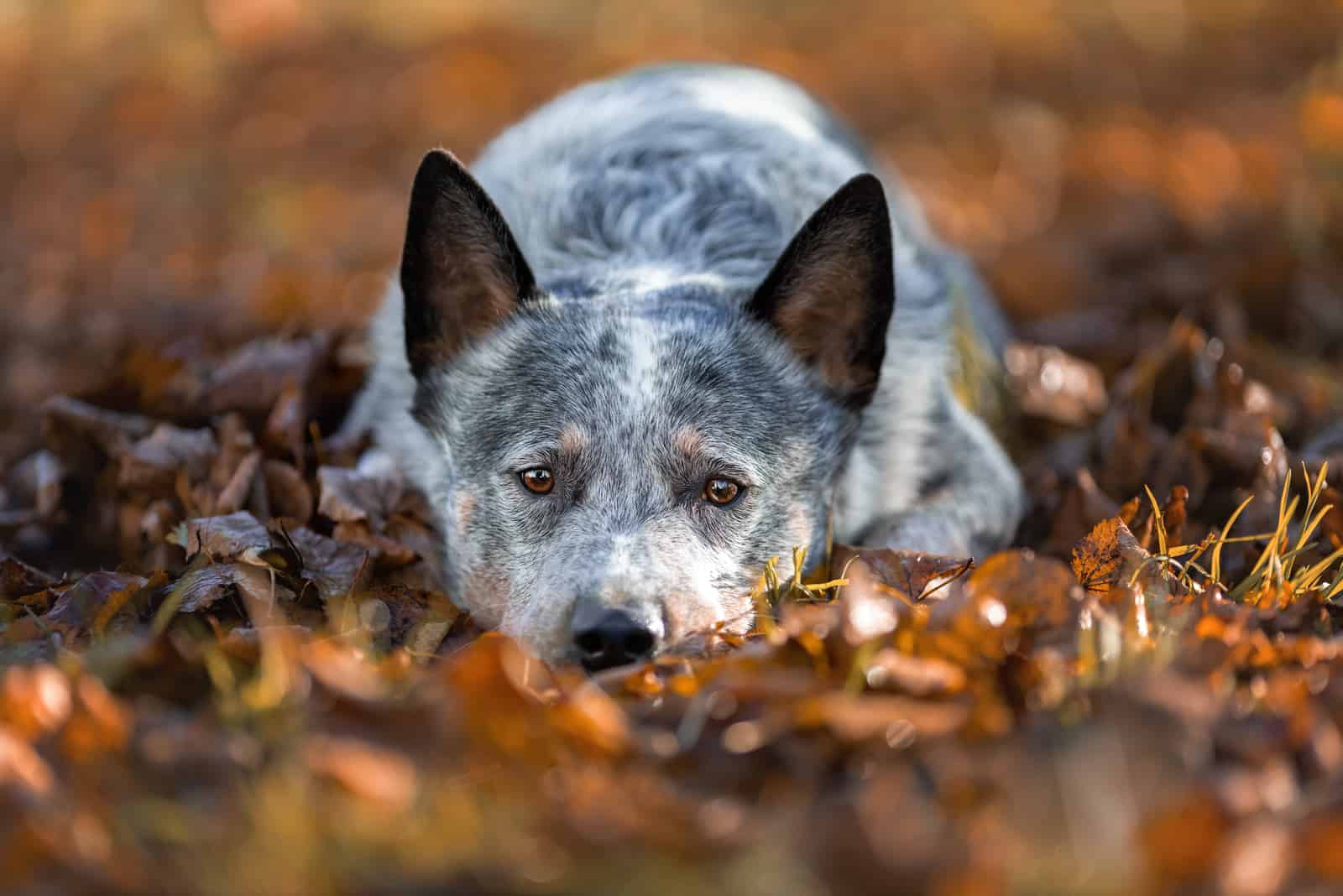 Blue Heeler en hojas de otoño