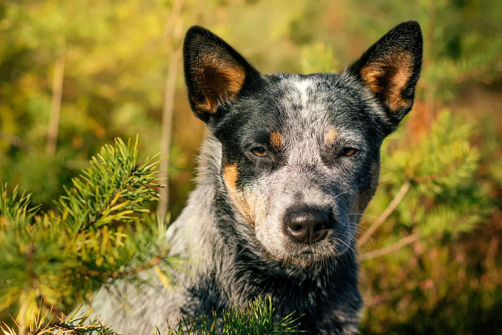 Blue Heeler tumbado en el césped