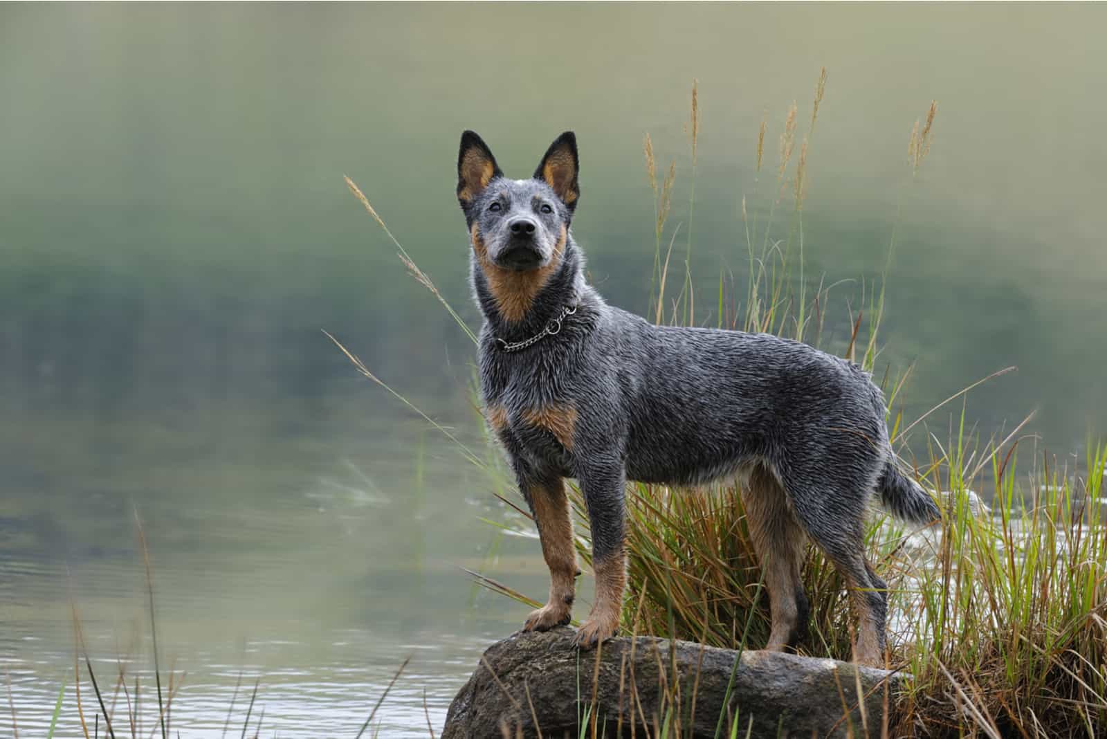 blue heeler fotografiado frente a un lago