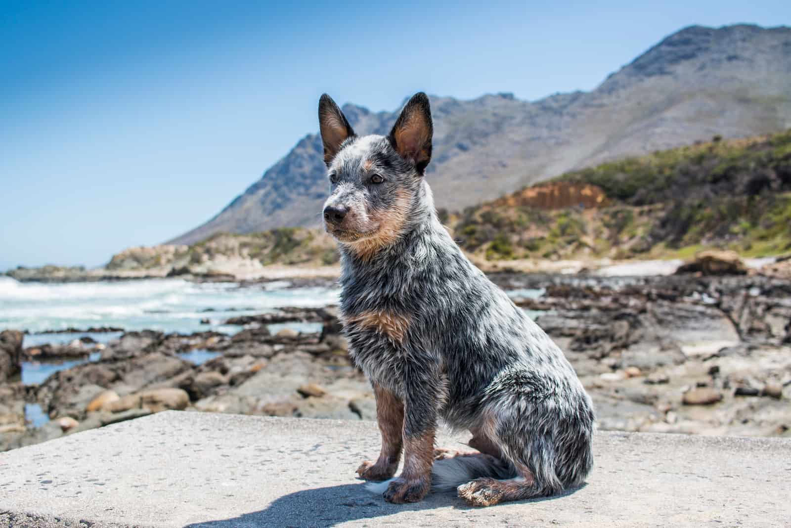 Blue Heeler fotografiado en la naturaleza