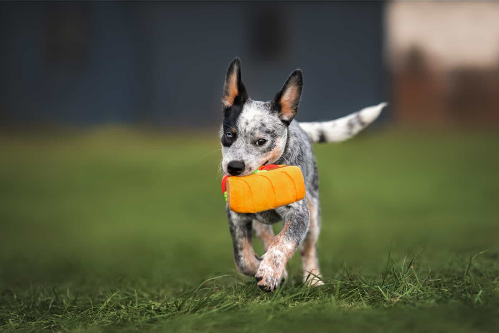 Cachorro Blue Heeler jugando con un juguete