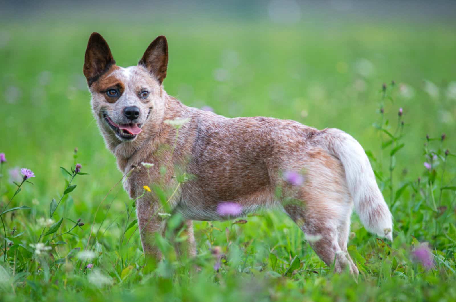 blue heeler rojo moteado en la naturaleza