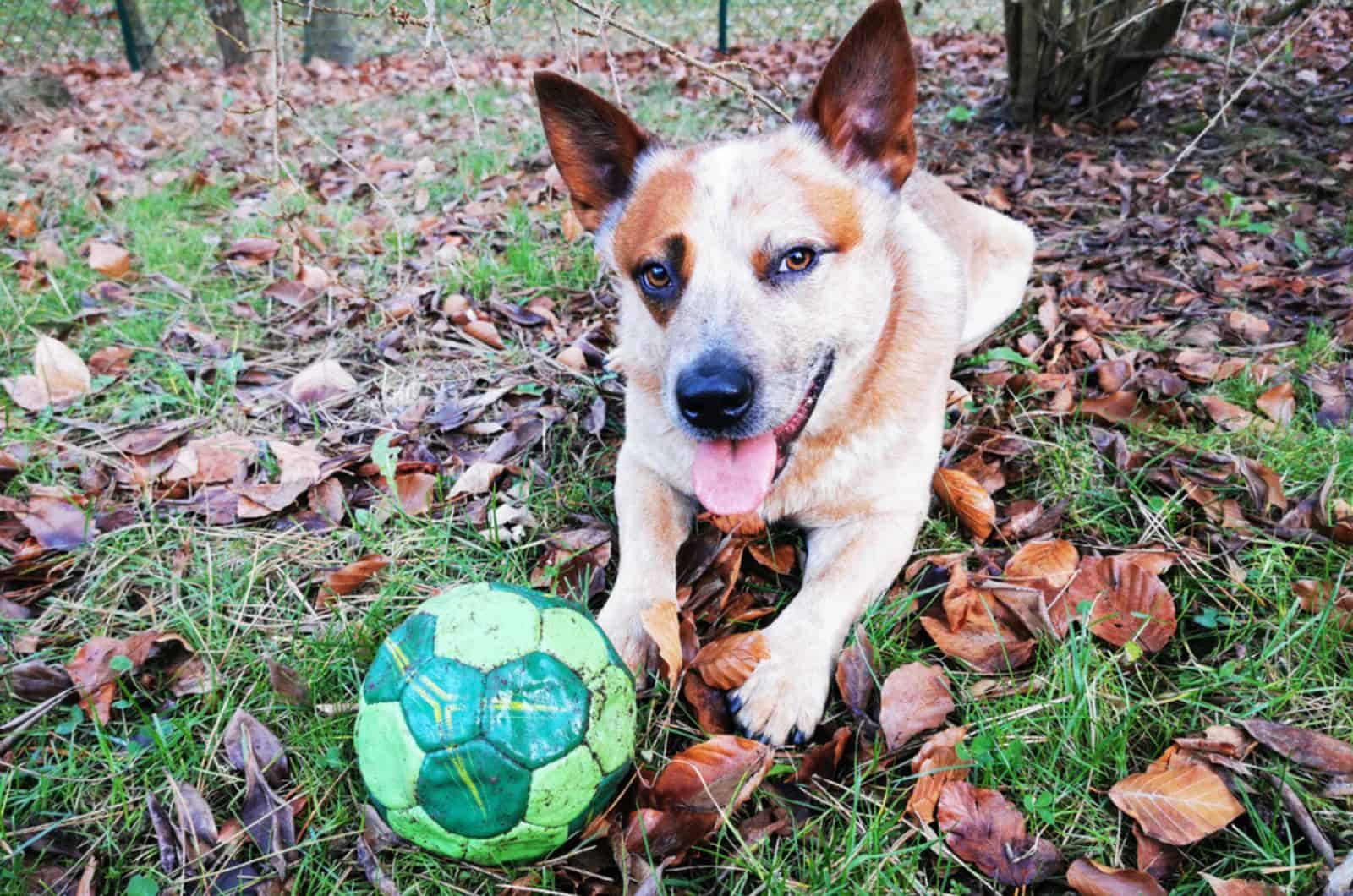 blue heeler rojo punteado jugando con una pelota