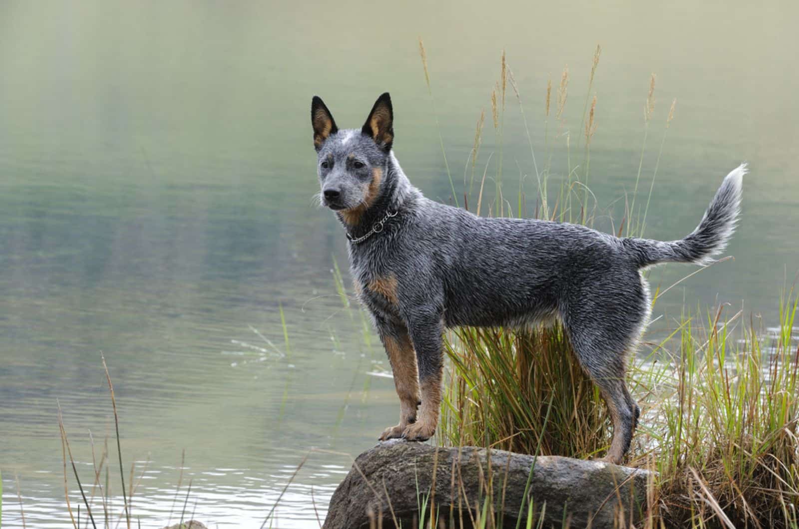 perro blue heeler en la naturaleza