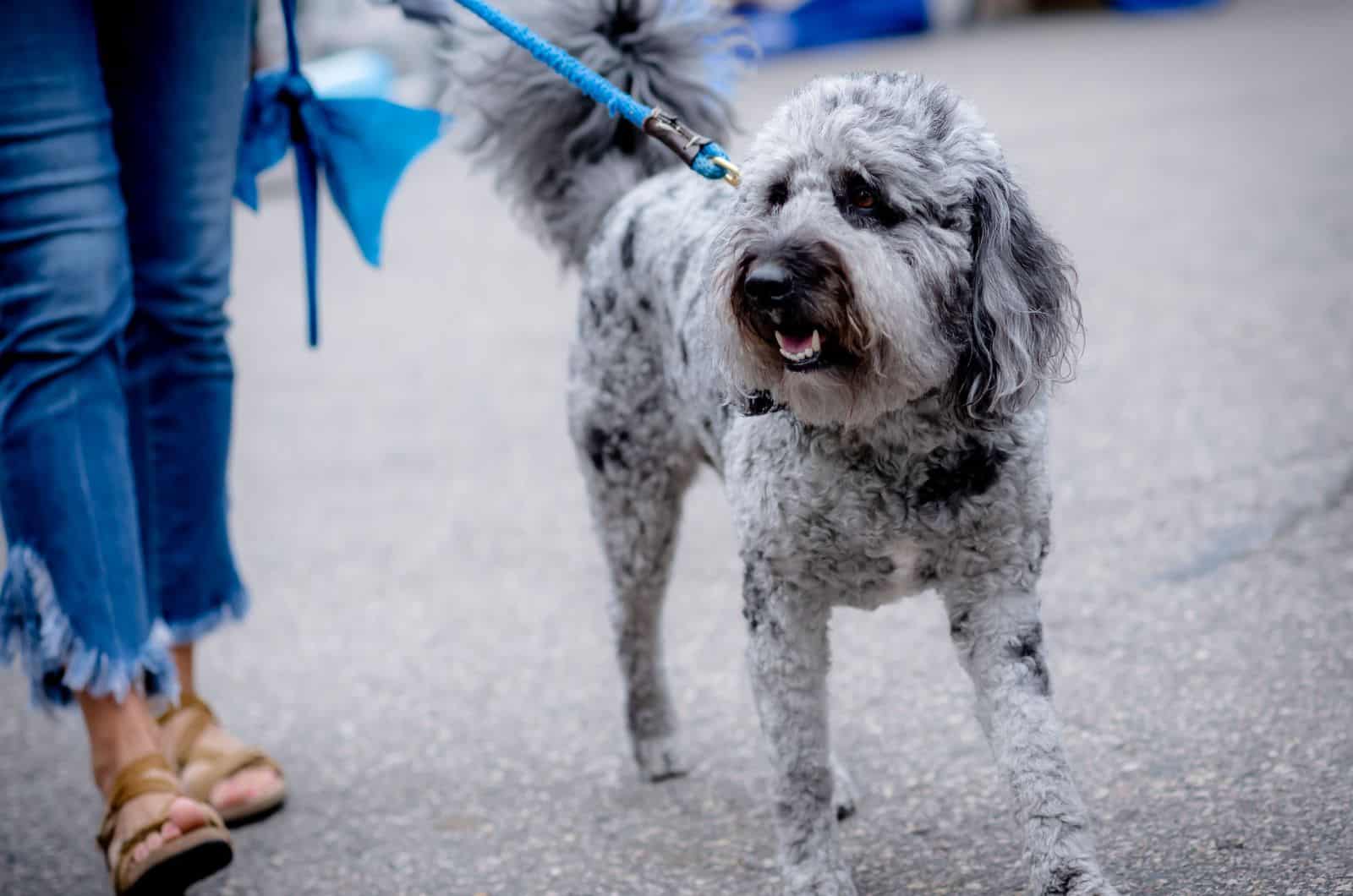 labradoodle azul caminando con su dueño