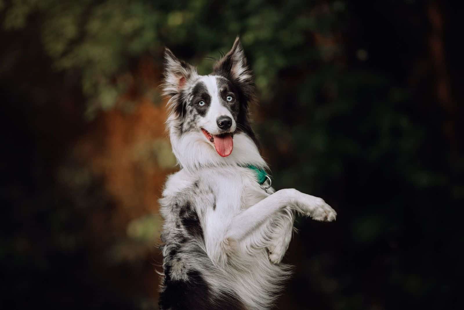 border collie merle azul haciendo un truco al aire libre