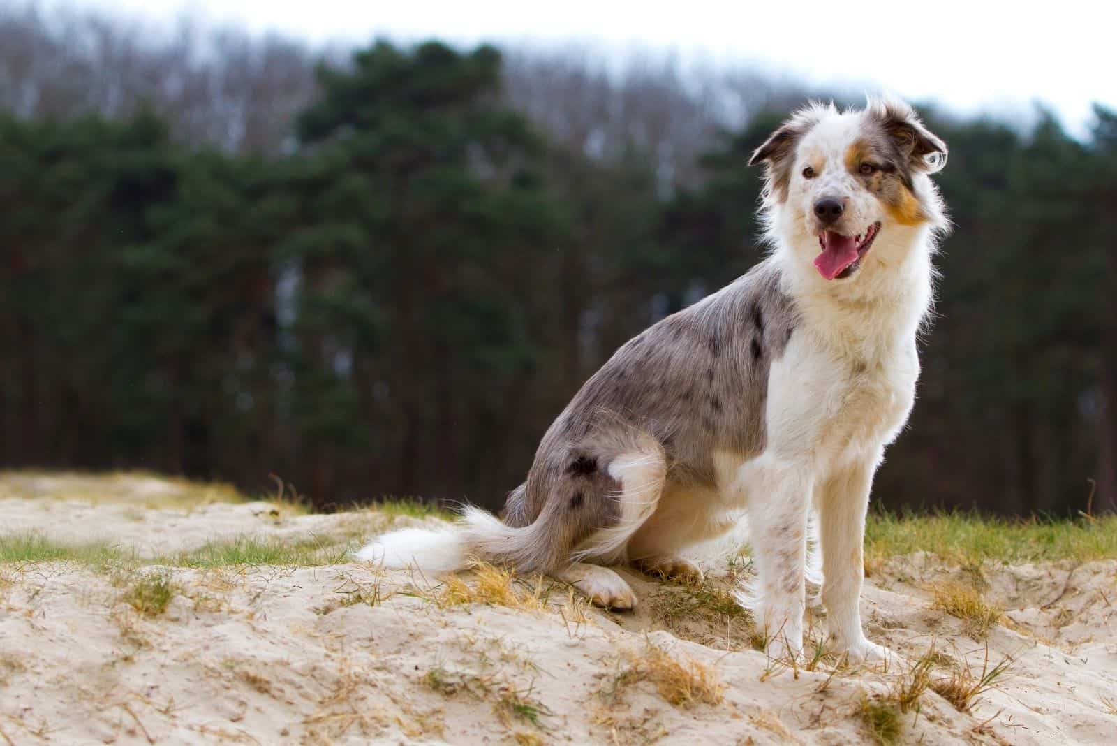 border collie merle azul sentado en el suelo pedregoso