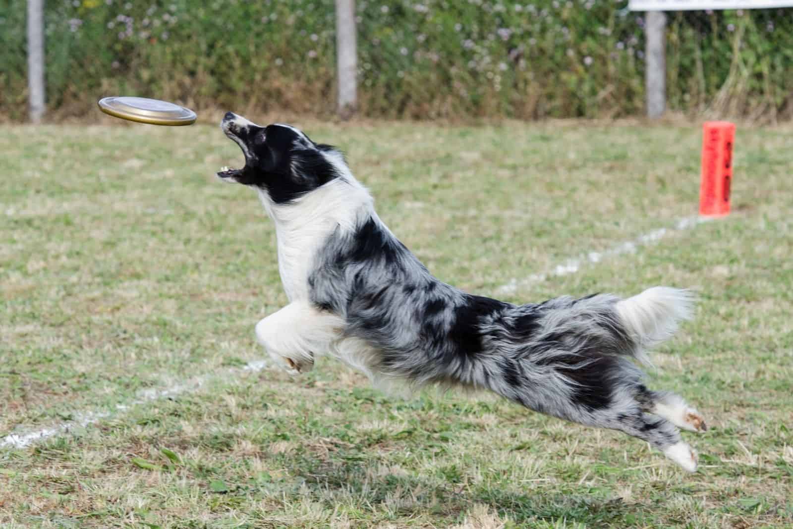 border collie merle azul jugando al frisbee al aire libre