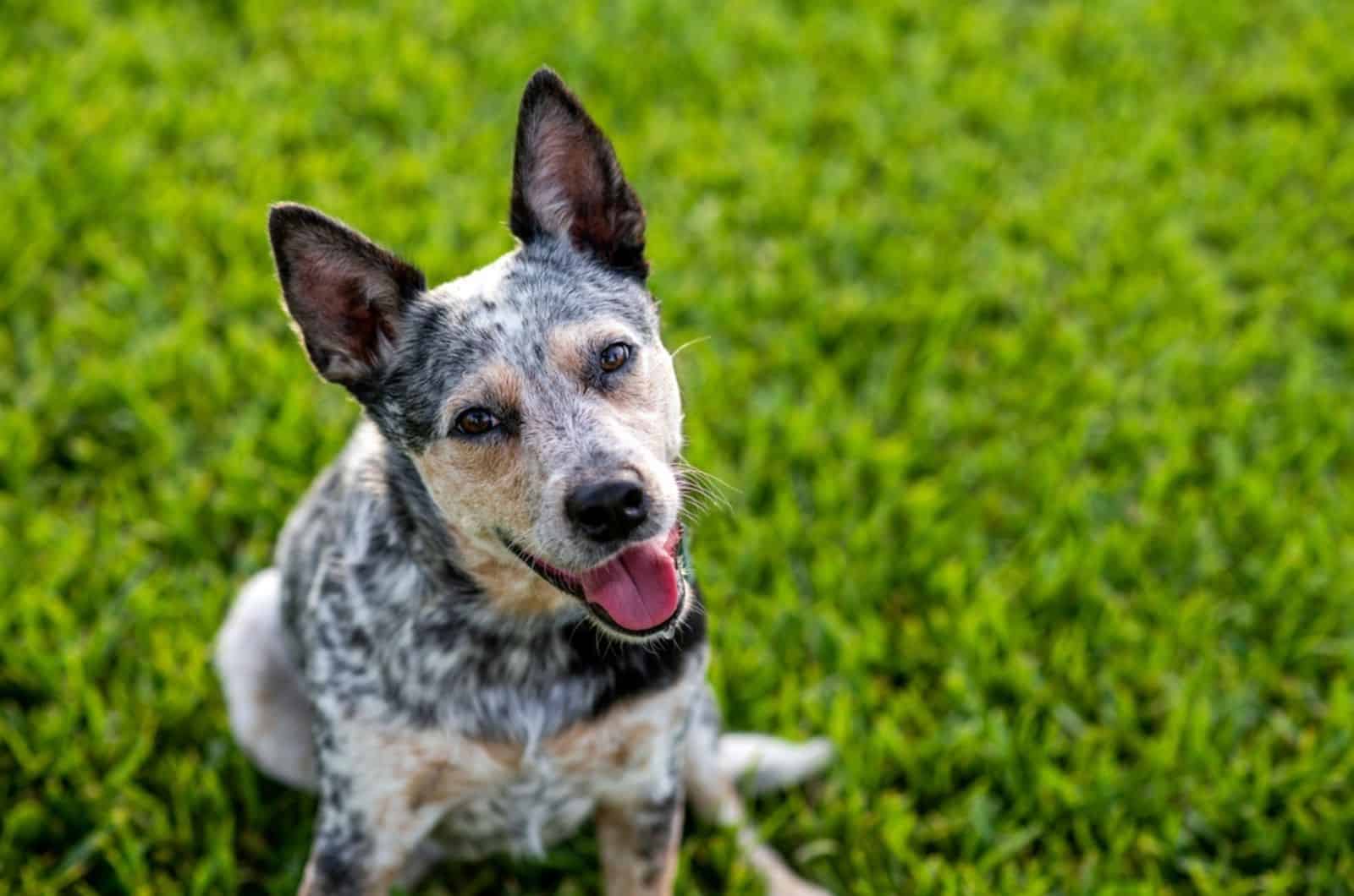 heeler azul moteado sentado en el césped
