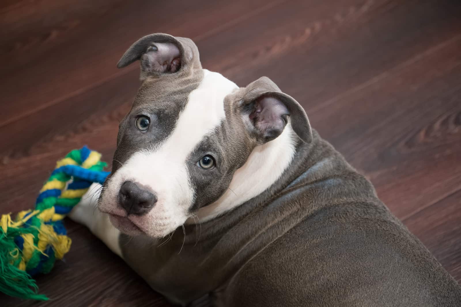 perro pitbull nariz azul acostado