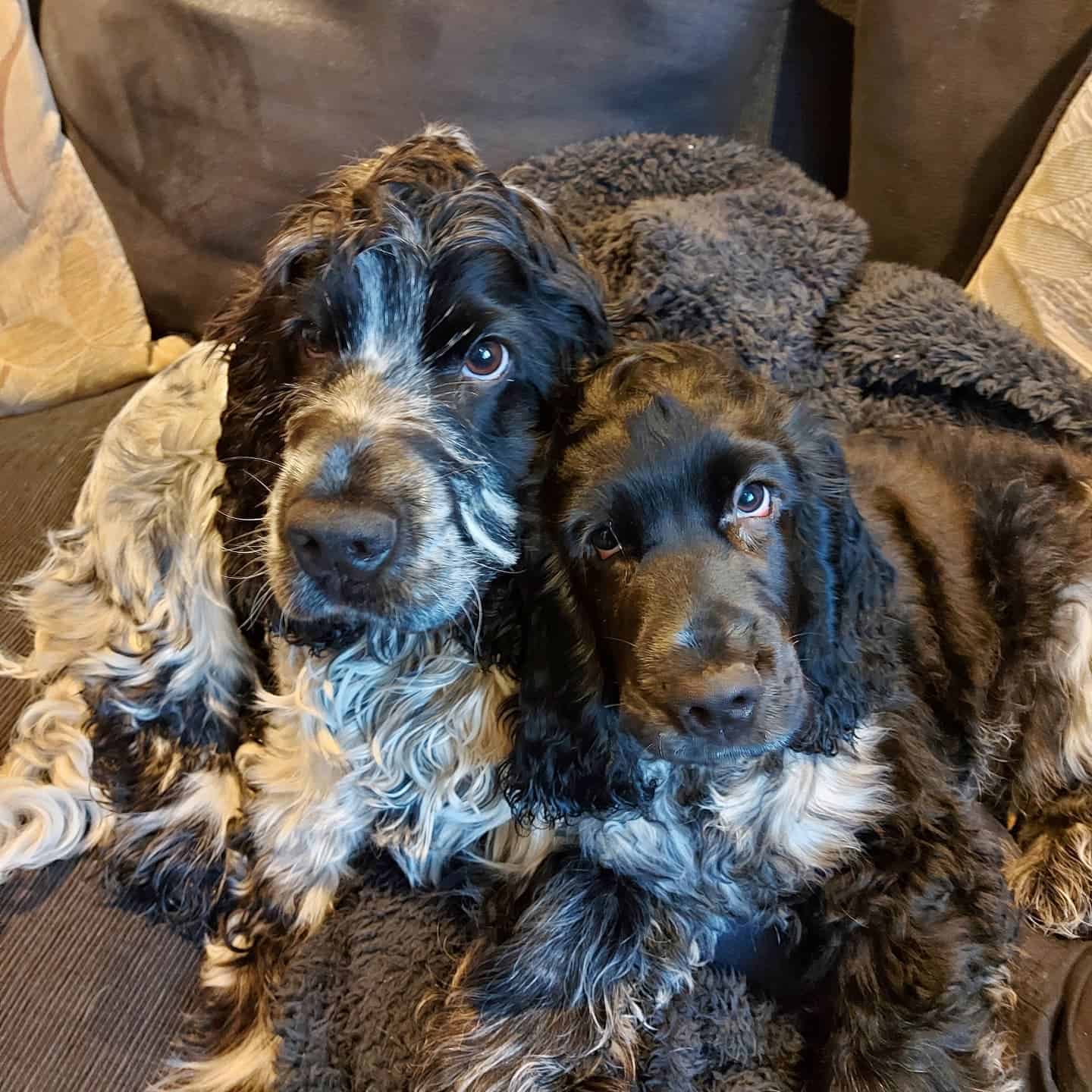 cocker spaniels azul ruano