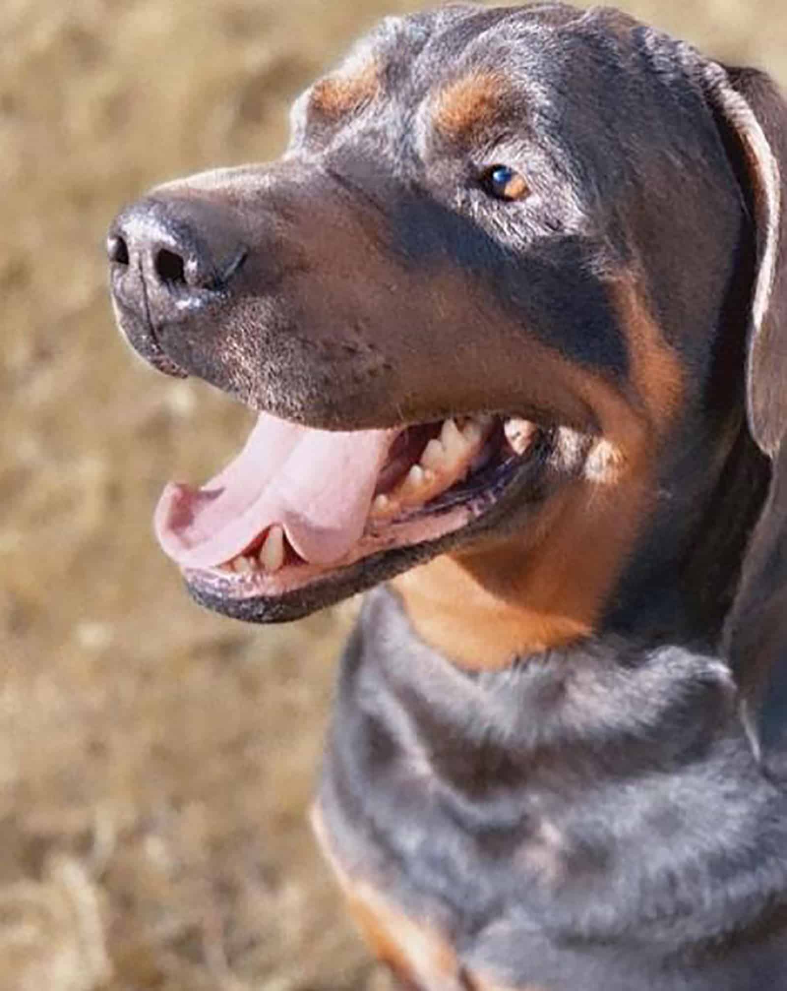 rottweiler azul