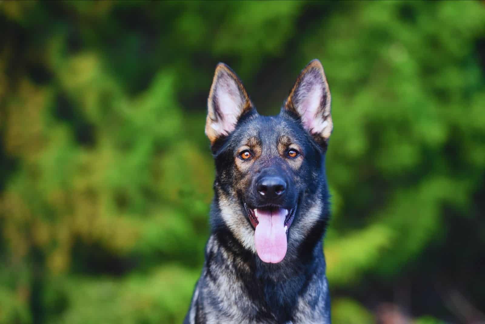 perro pastor alemán sable azul en una foto de perfil