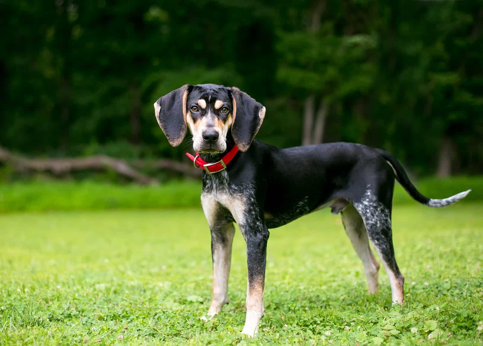 Un perro Bluetick Coonhound