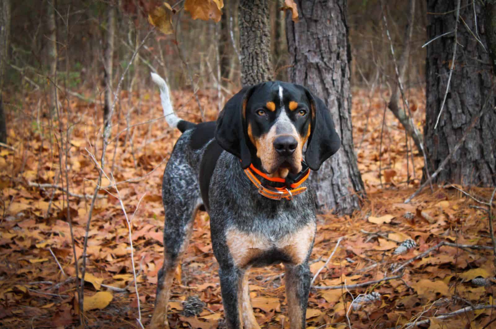 coonhound azul de pie en el bosque