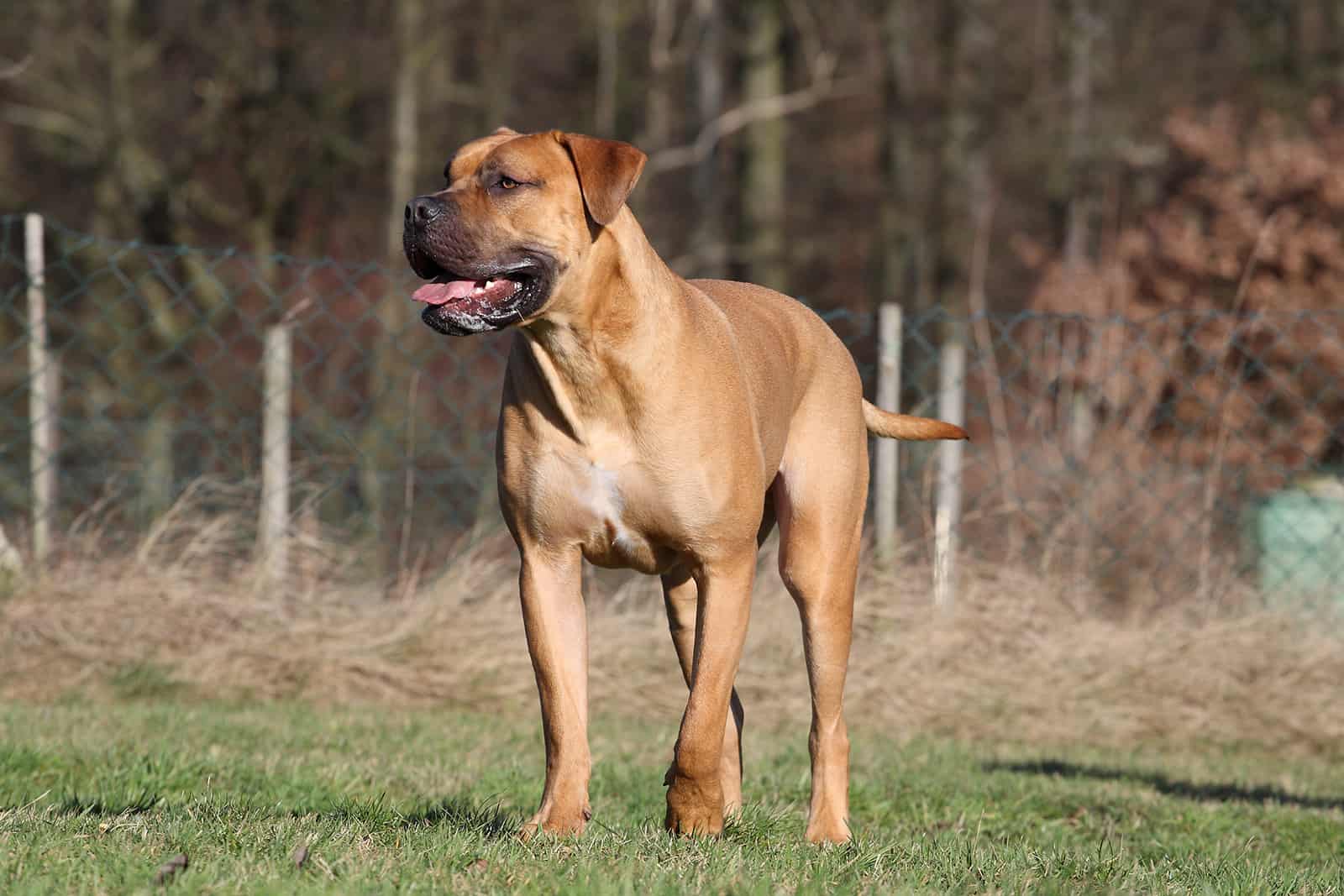 Perro Boerboel de pie sobre el césped