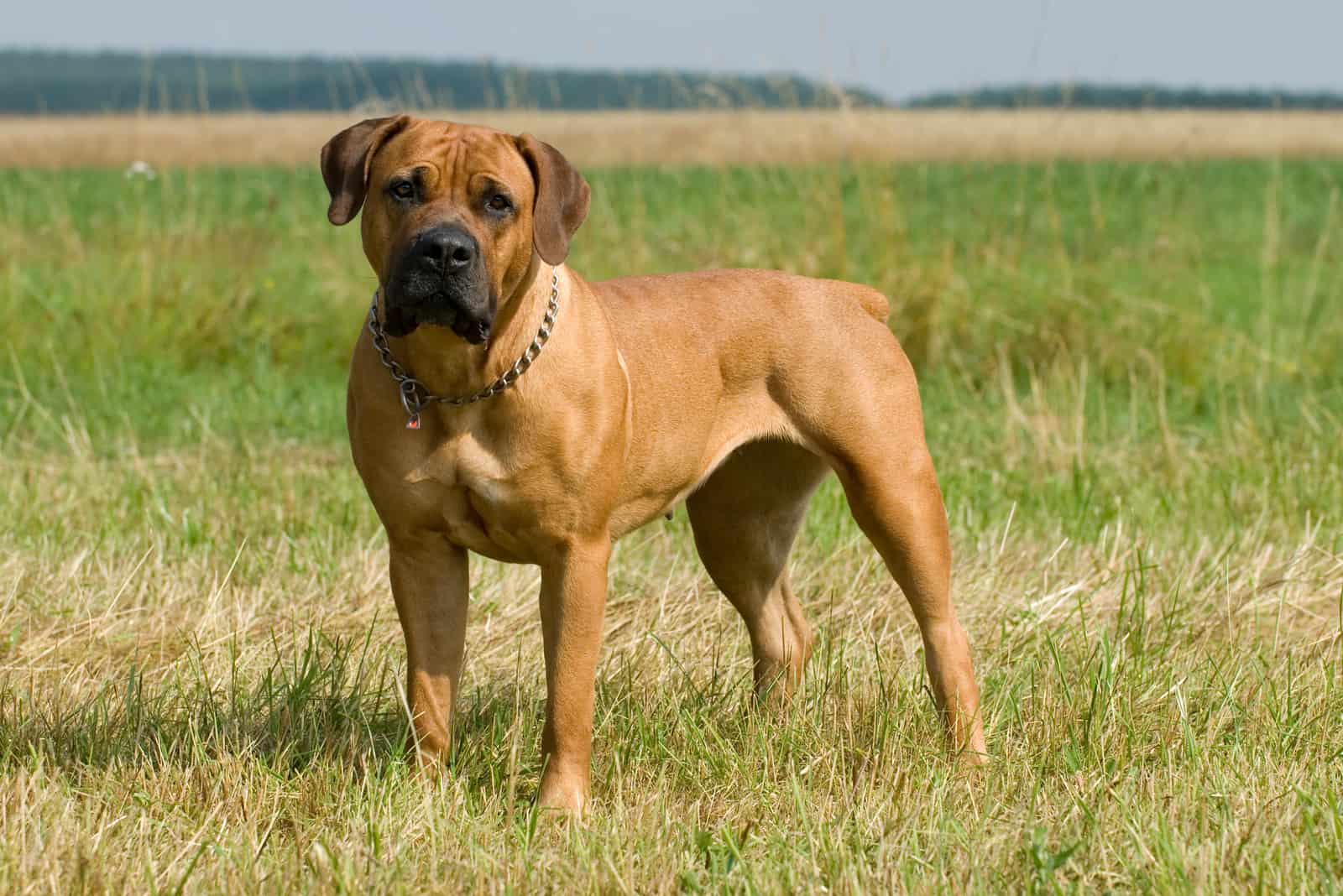 boerboel de pie en el campo mirando a la cámara