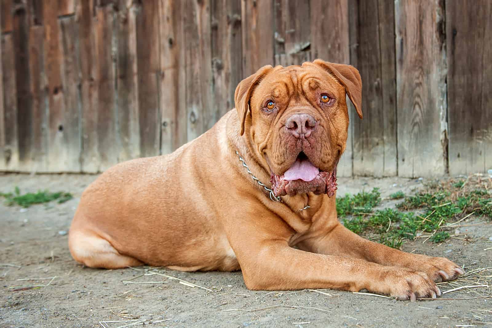 Dogo de Burdeos tumbado frente a un granero de madera vieja