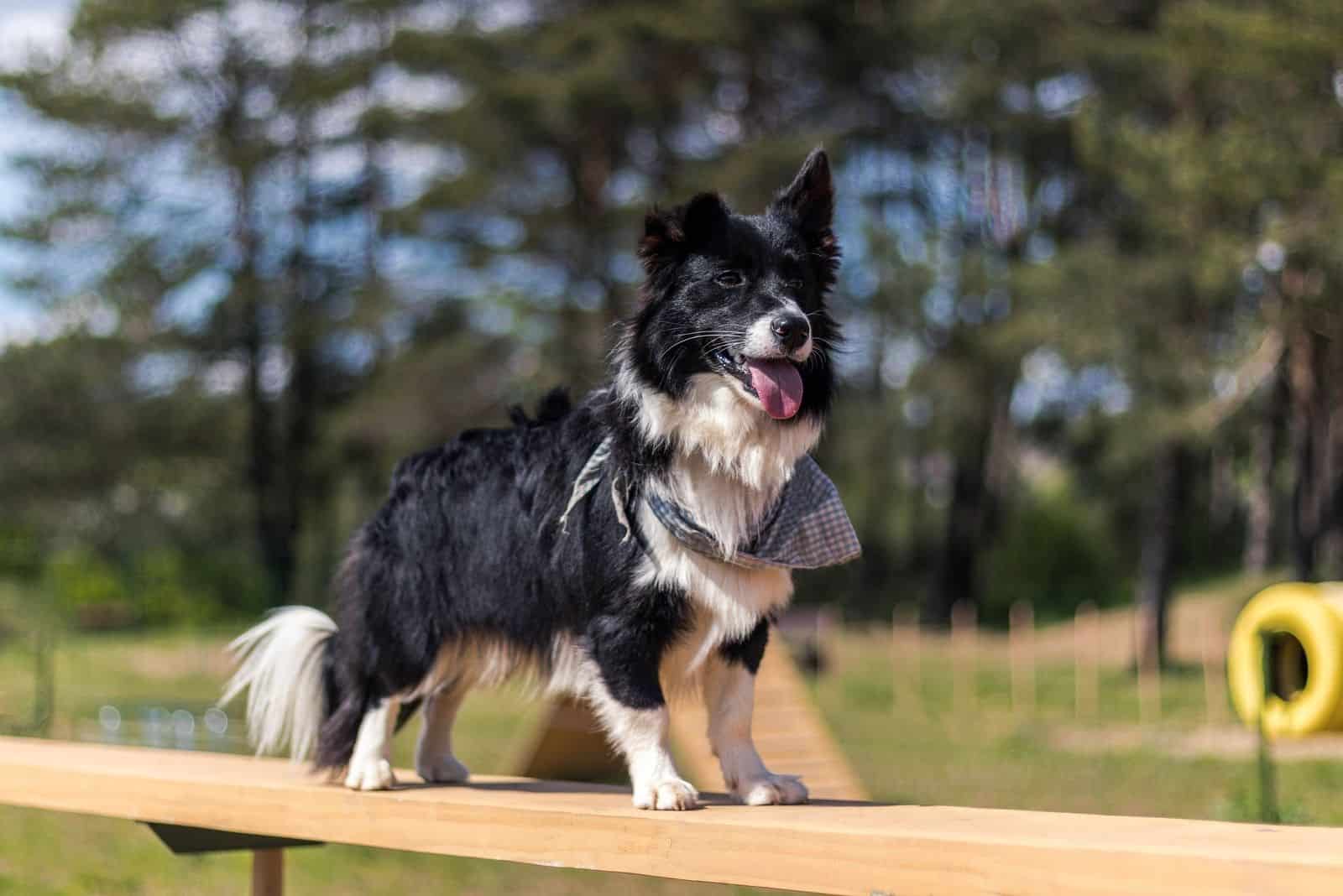 Perro mezcla de border collie y corgi de pie en el banco al aire libre