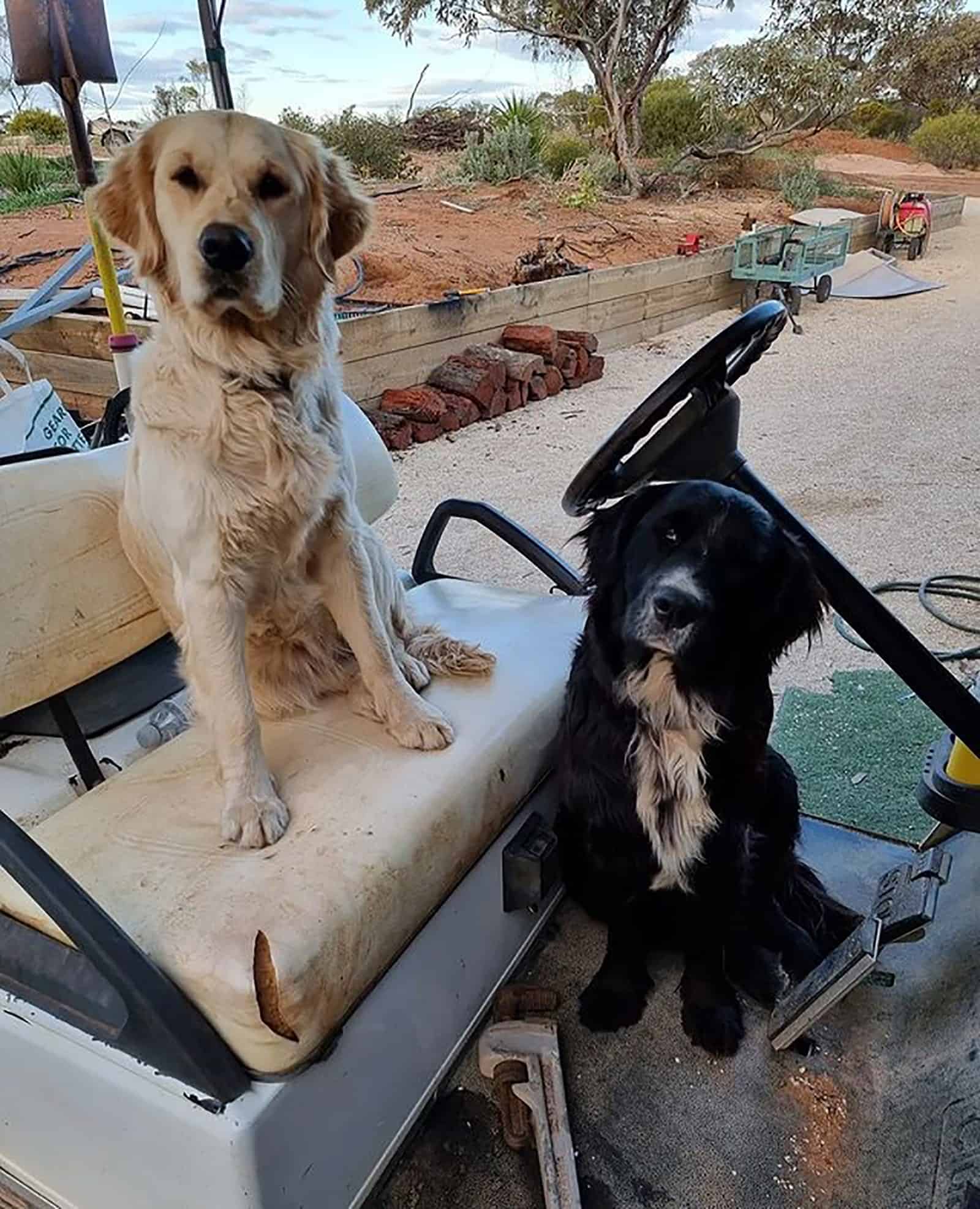 border collie y golden retriever sentados en el coche