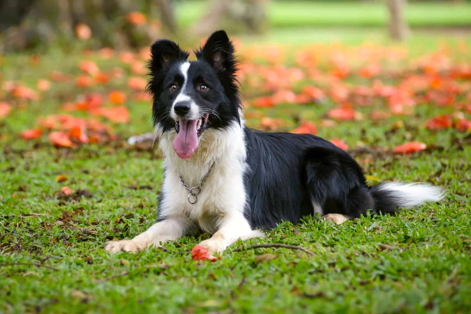perro border collie acostado sobre el césped