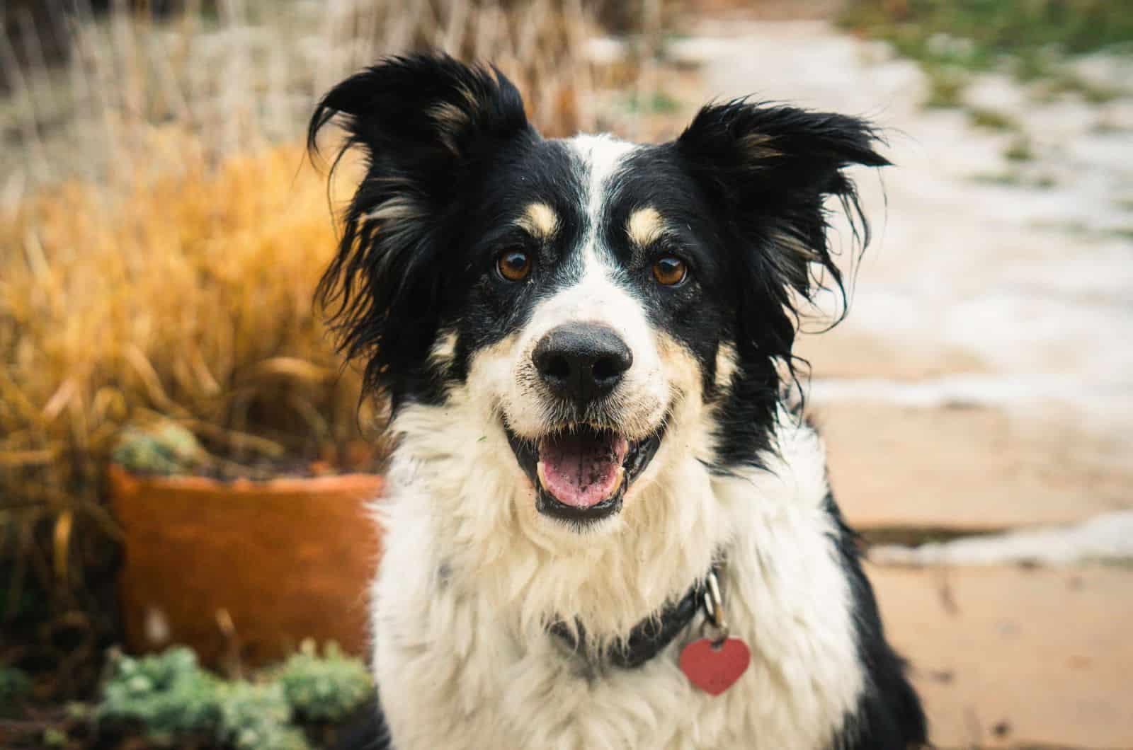 Border Collie usando un collar