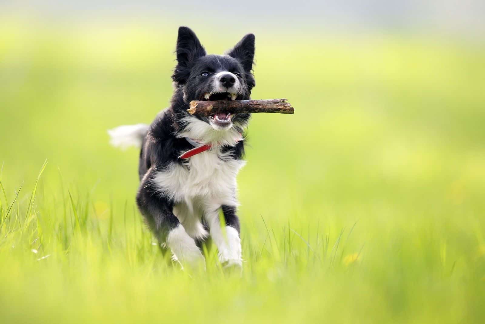 border collie con frisbee y un palo de madera al aire libre