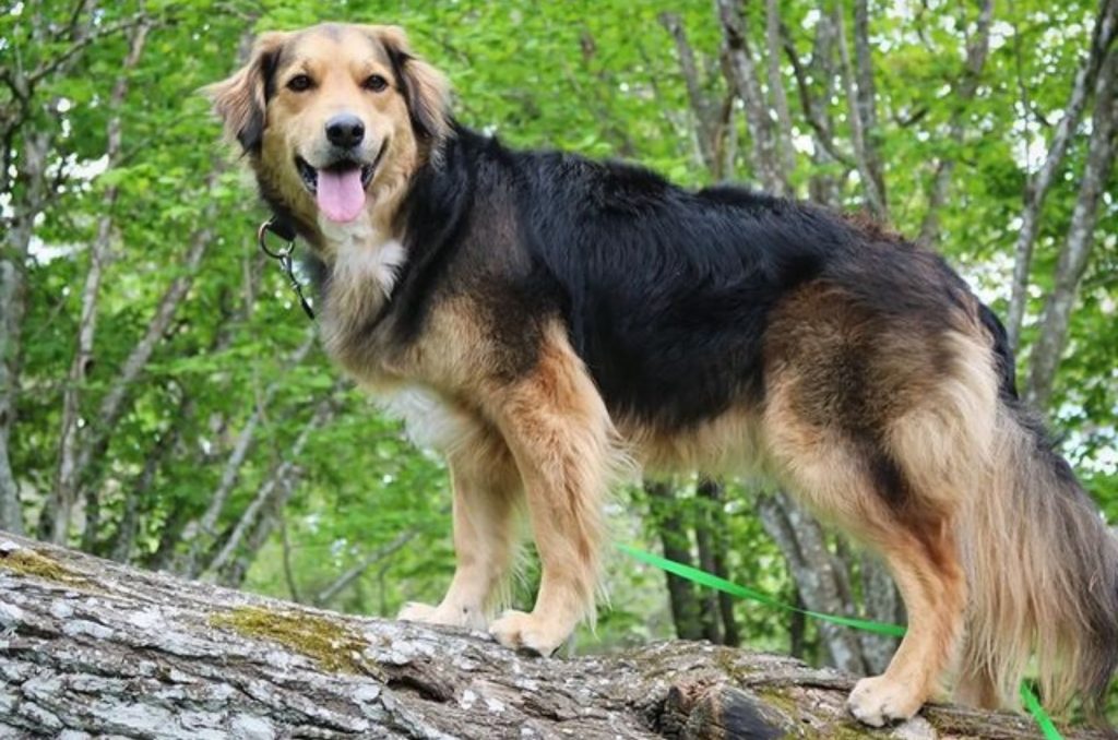 perro border collie con golden retriever en el bosque