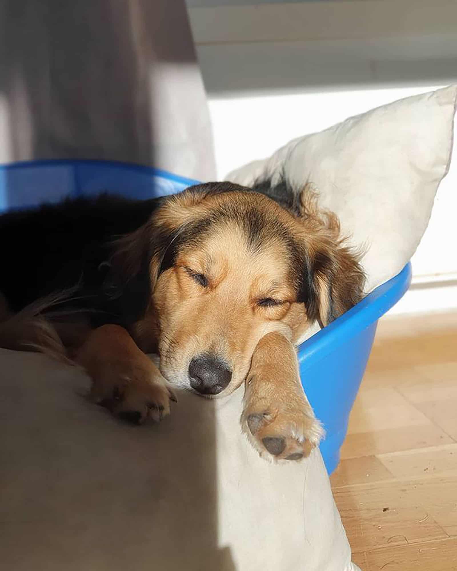 perro border collie golden retriever durmiendo en su cama