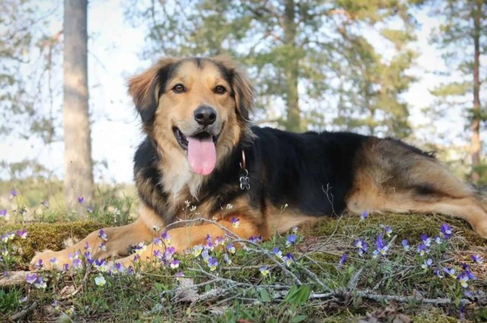 mezcla de border collie con golden retriever acostado en la hierba