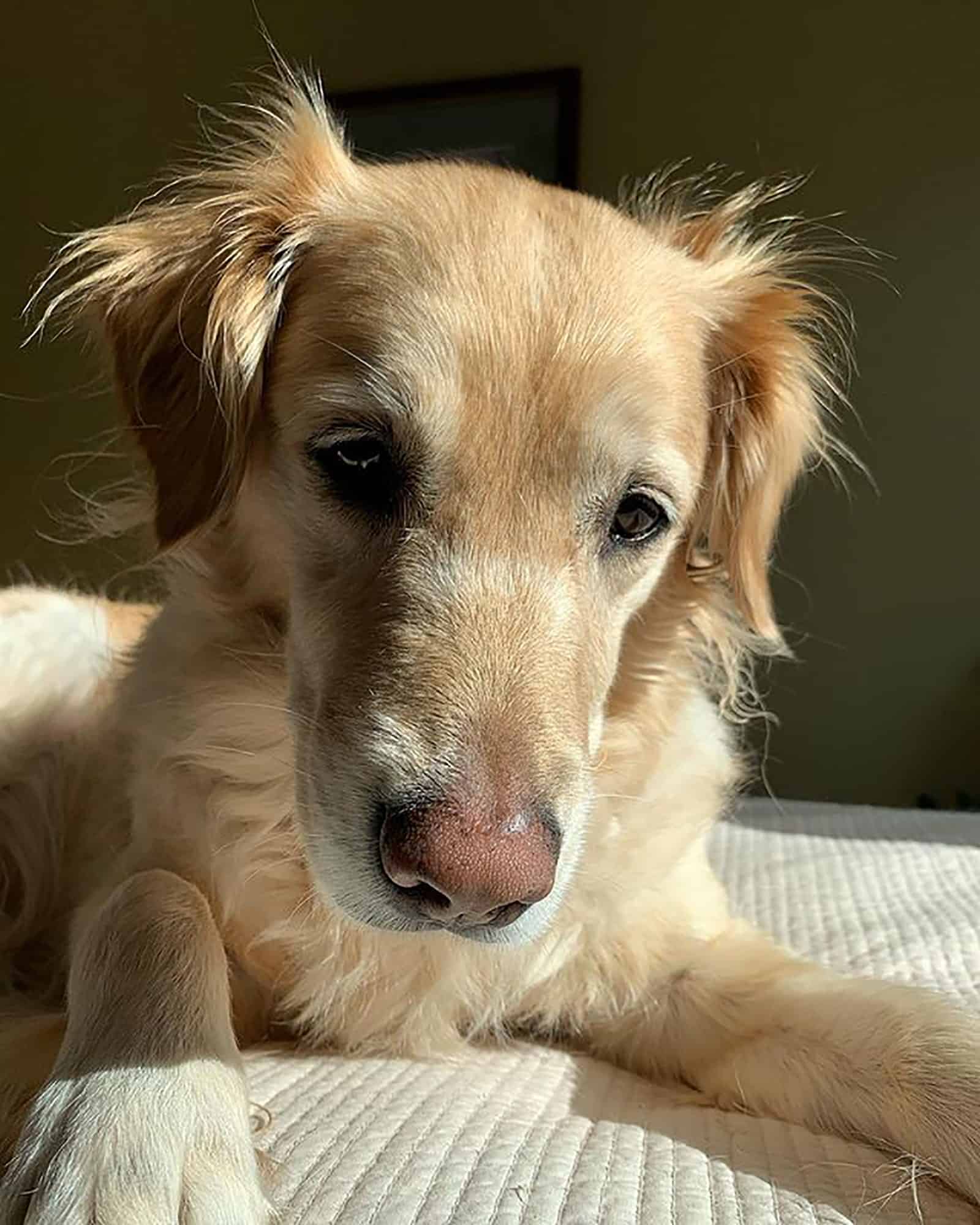 border collie golden retriever acostado en la cama
