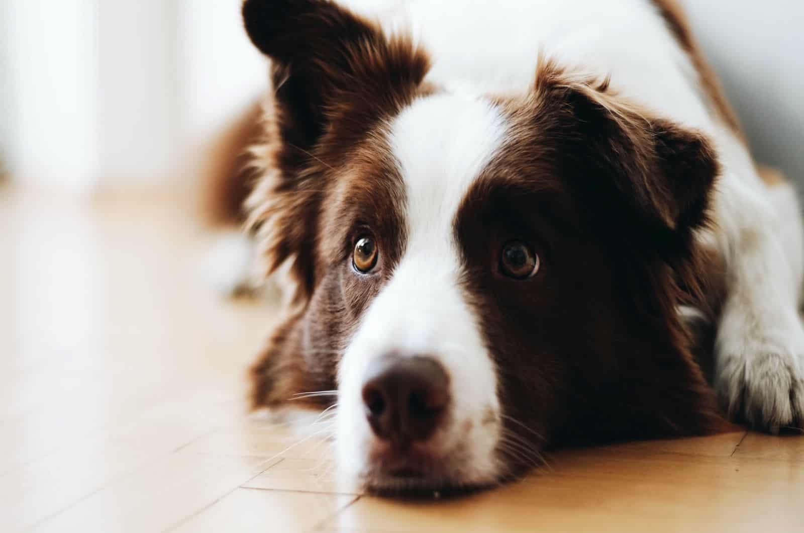 border collie acostado en el suelo