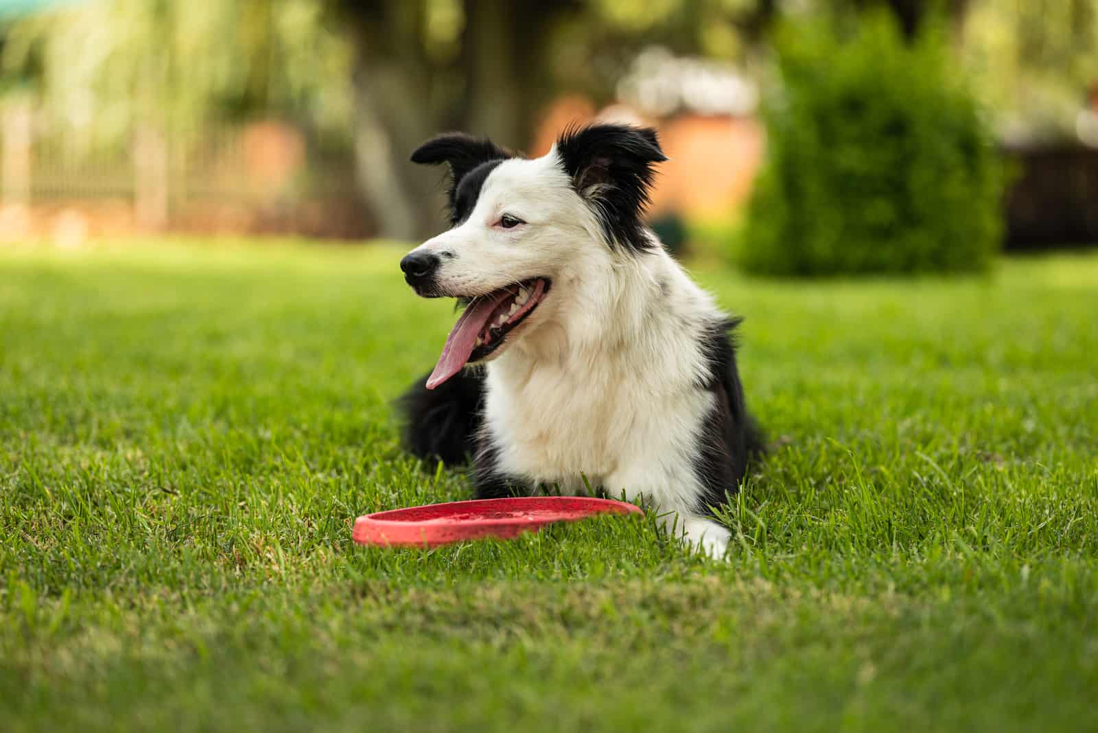 border collie acostado en el césped con frisbee