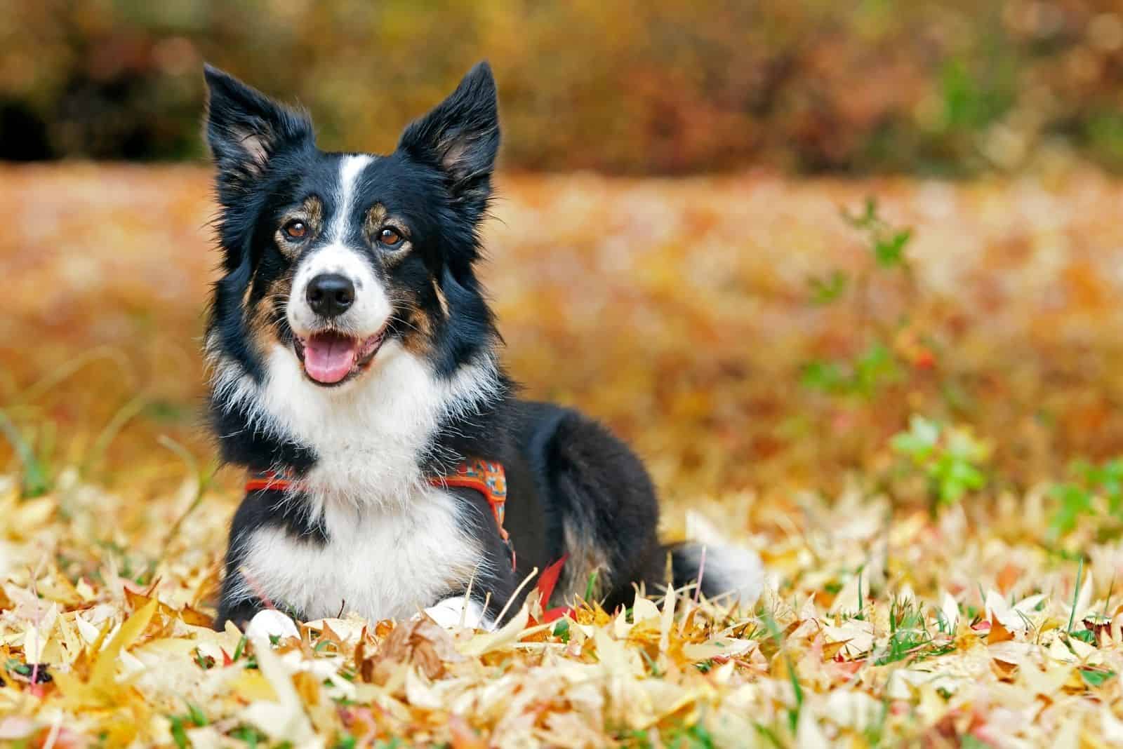 border collie acostado en el parque otoñal