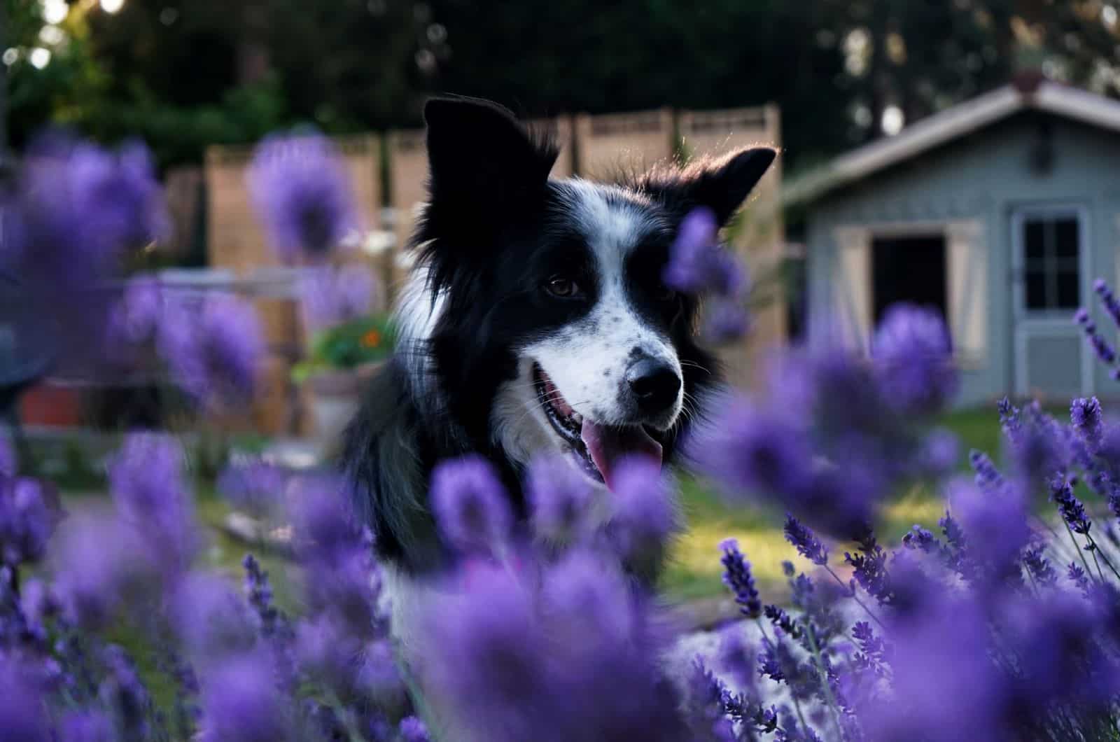 border collie fotografiado cerca de flores