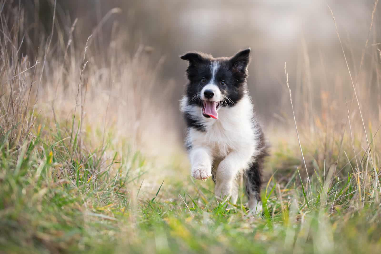 Cachorro de Border Collie corriendo