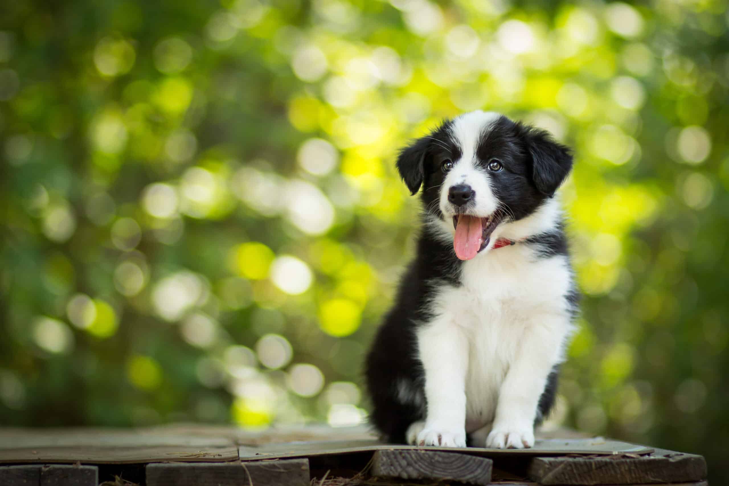 Cachorro de Border Collie